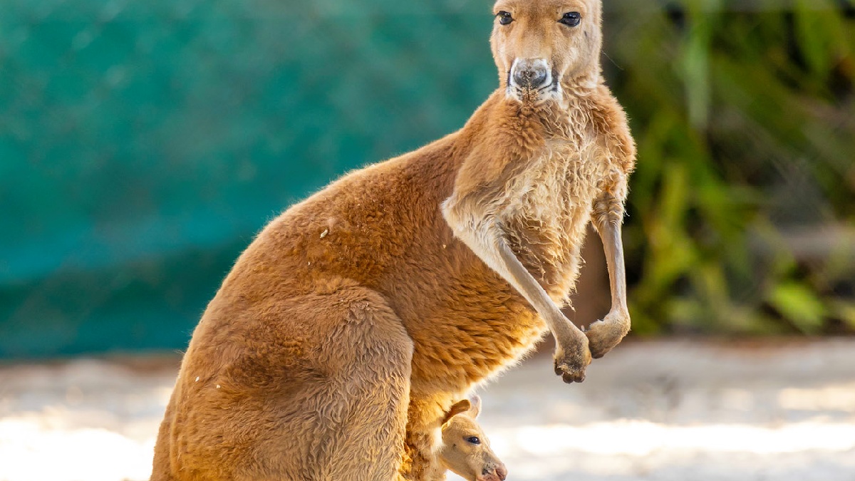 Diferentemente da maioria dos mamíferos, os marsupiais nascem ainda em estágio inicial de formação e completam o desenvolvimento dentro da bolsa localizada no abdômen da mãe.