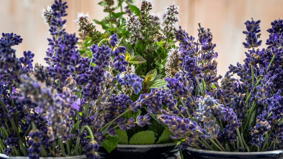 A lavanda pode ser usada de diferentes maneiras dependendo do objetivo