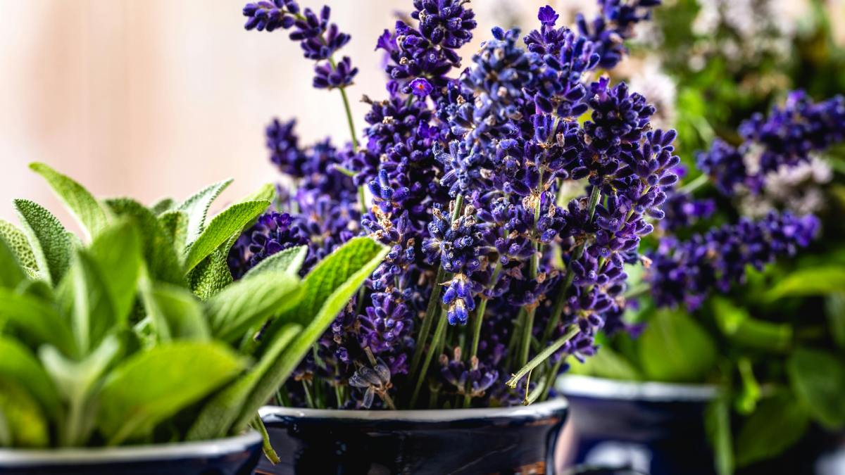 Além dos efeitos no sistema nervoso, a lavanda também é estudada pelo impacto na regeneração da pele