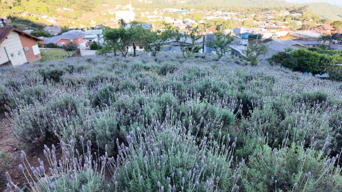Nos anos seguintes, o projeto ganhou força com pesquisas voltadas ao turismo e ao cultivo da planta