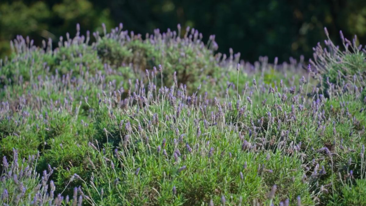 A espécie predominante é a Lavandula dentata, adaptada ao clima serrano e às temperaturas mais baixas do Sul do País