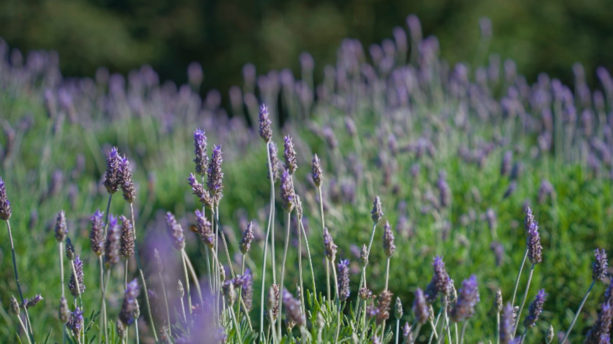 A cerca de 66 km de Porto Alegre, o município possui mais de 15 mil pés de lavanda distribuídos entre espaços públicos, propriedades rurais e jardins particulares