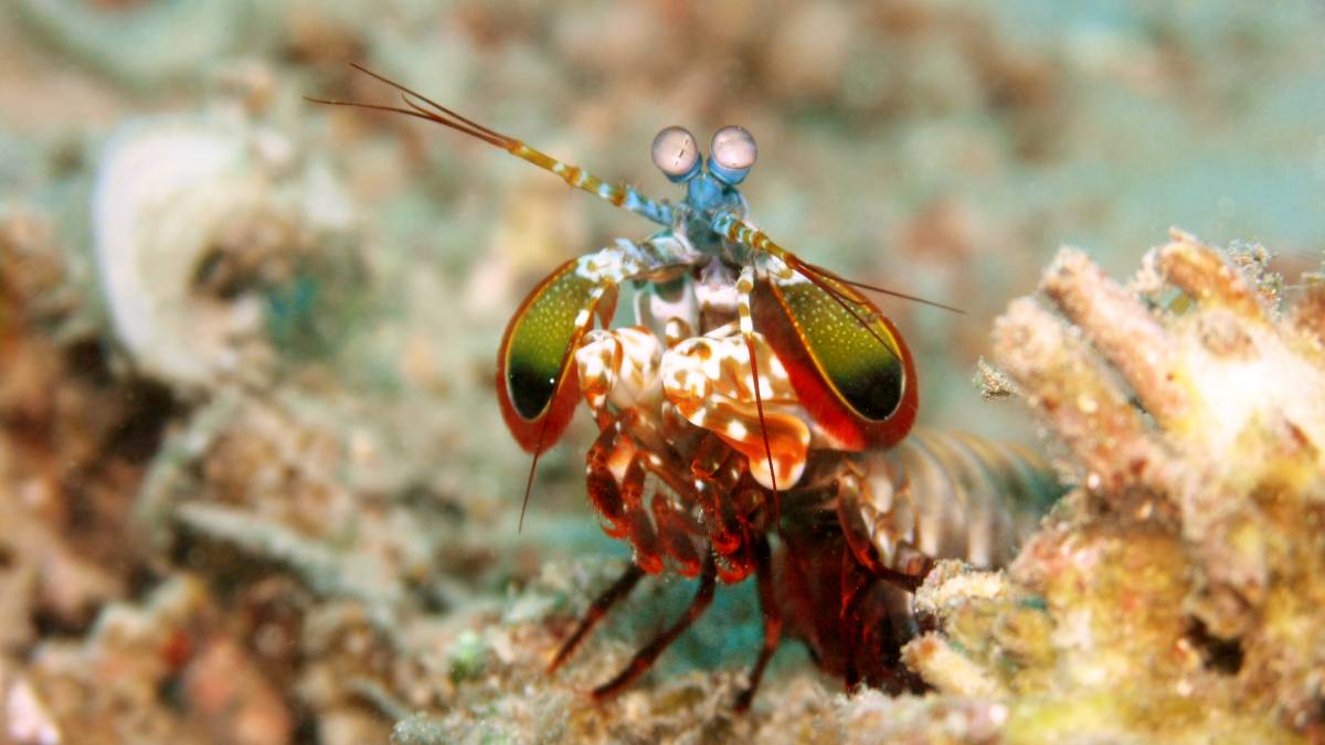 A Lagosta-Boxeadora possui a visão mais complexa do reino animal. Com 16 receptores de cores, ela enxerga espectros invisíveis para os humanos, como o ultravioleta. É pura engenharia natural!