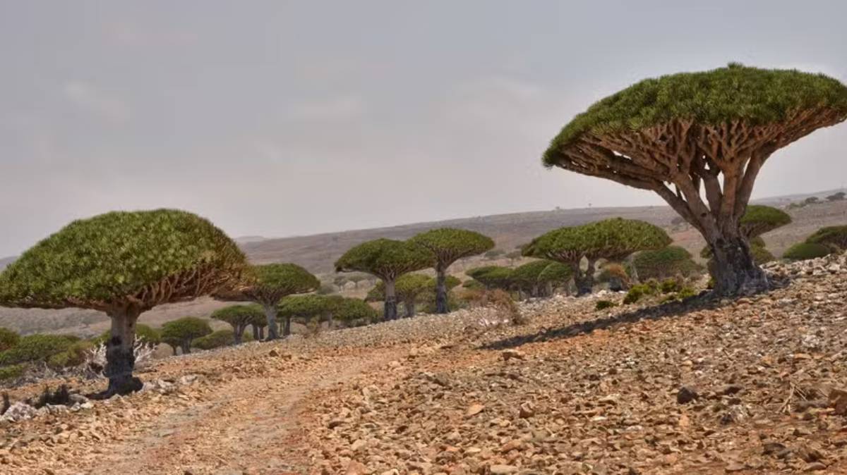 A única floresta com as árvores sangue-de-dragão está localizada em uma ilha no Oceano Índico e tem cerca de 20 mil exemplares. Foto: Flickr/Rod Waddington/Creative Commons