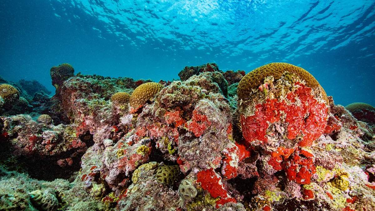 O objetivo principal do parque é proteger os recifes de coral da região e preservar espécies marinhas ameaçadas (Foto: RobertoCostaPinto/Wikimedia Commons)