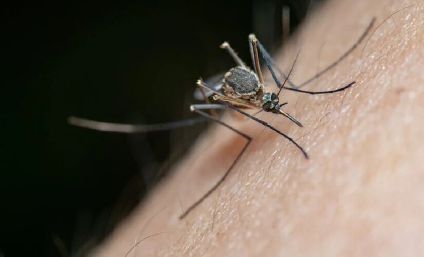 O combate aos criadouros de mosquitos é uma tarefa essencial que deve ser realizada toda semana. Foto: Divulgação/Banco de imagens