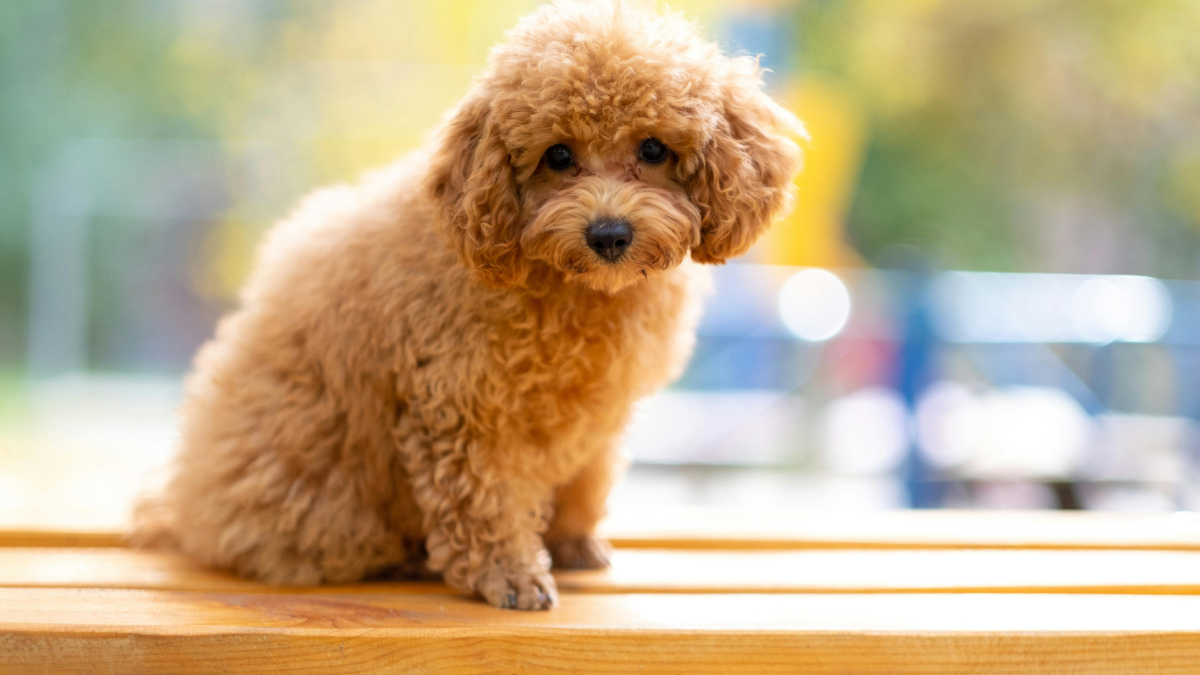Inteligente, carismático e com aparência delicada, o Poodle Toy mantém o jeitinho de filhote por muitos anos