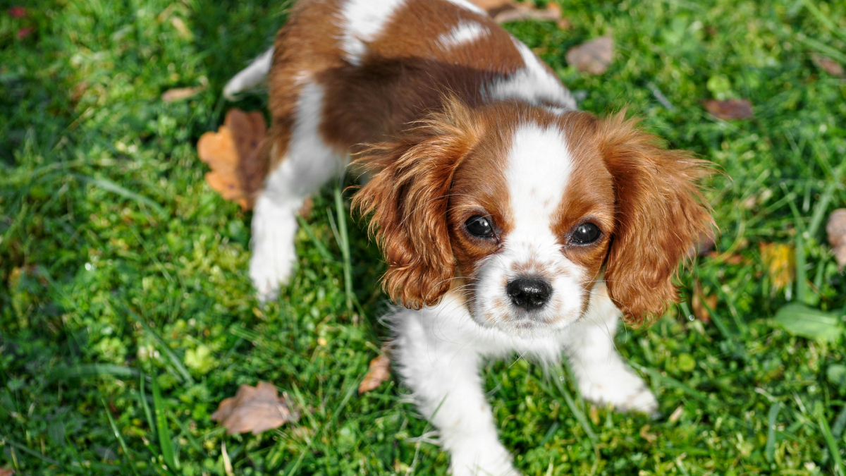 Entenda por que alguns cachorros continuam com "cara de filhote" mesmo adultos (Foto: Pexels)