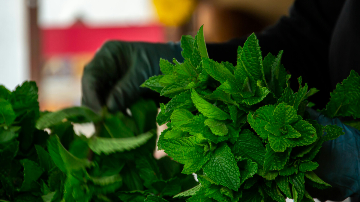 A infusão de hortelã pode ajudar no alívio de gases, desconfortos estomacais e congestão nasal (Foto: Pexels)