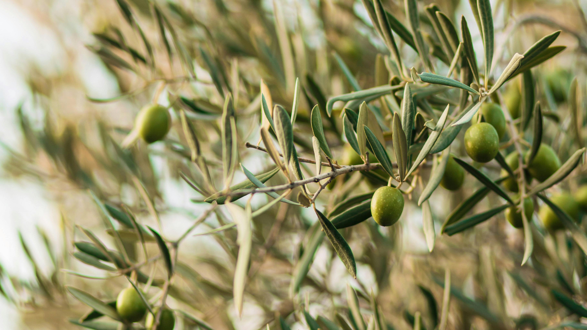 A planta mediterrânea virou tendência no paisagismo por unir beleza e facilidade de cultivo