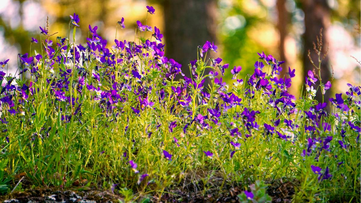 E a violeta pode florescer por muito mais tempo (Fotos: Pexels)
