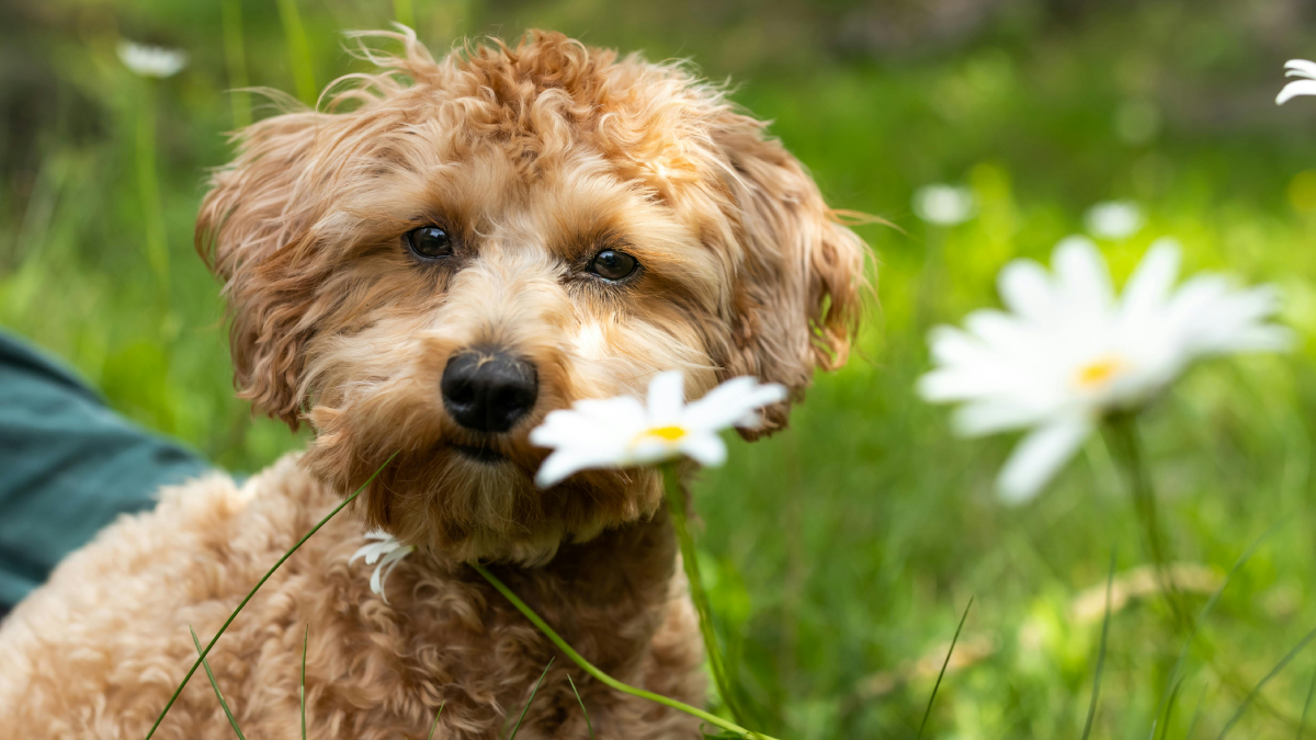 Esses cães combinam tamanho compacto, comportamento afetuoso e aparência irresistível (Foto: Pexels)