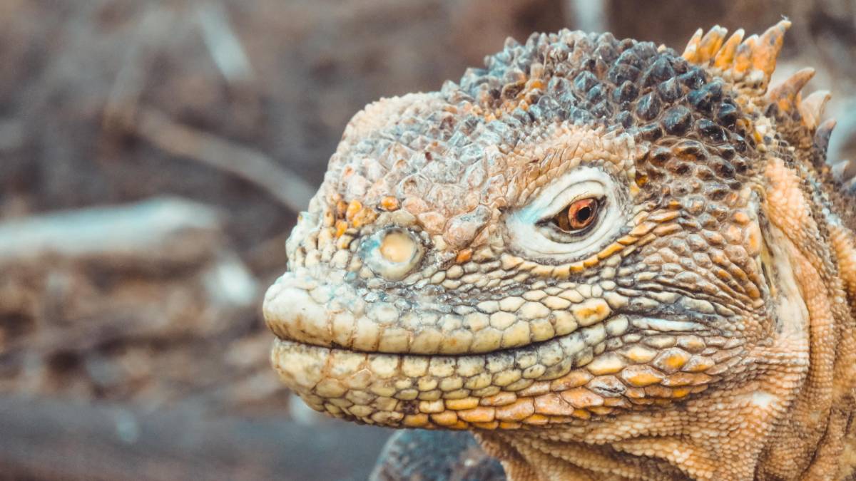 Descrita cientificamente apenas em 2009, a iguana-terrestre-rosada (Conolophus marthae) vive exclusivamente nas encostas do Vulcão Wolf, na Ilha Isabela. Estima-se que restem apenas entre 150 e 250 indivíduos da espécie, cuja cor rosa se deve à visibilidade do sangue sob a pele sem pigmentos. (Foto: Pexels)