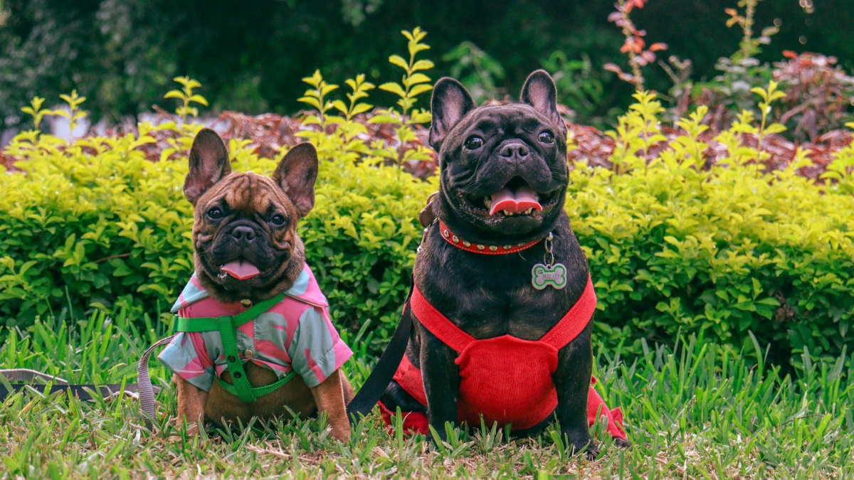 Cachorros conseguem identificar emoção e carinho pela entonação da voz humana (Foto: Pexels)