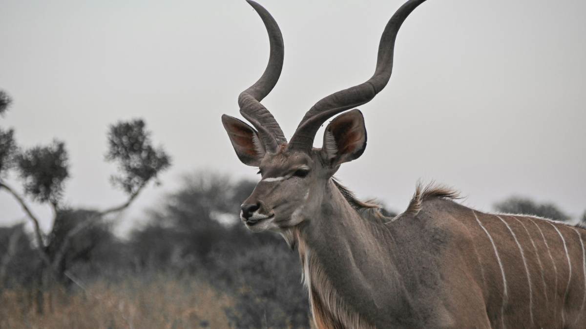 A aparência do kudu é uma combinação perfeita. Os machos são famosos por seus chifres em espiral, que podem atingir duas voltas e meia quando o animal completa seis anos de idade.