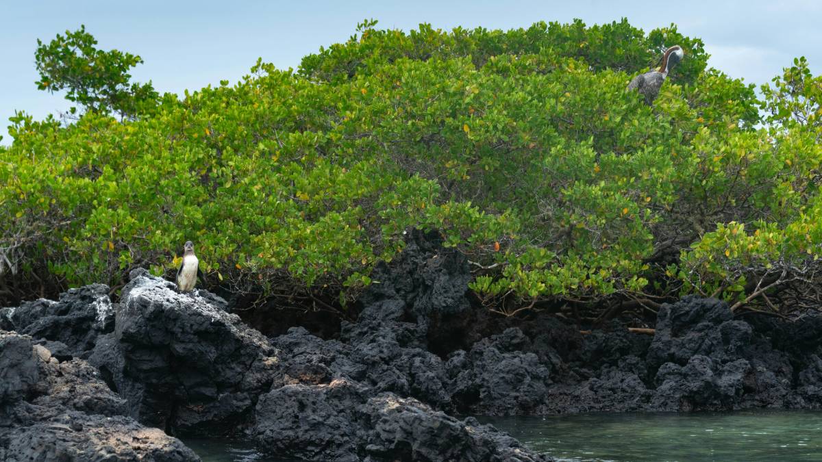 Apesar do isolamento, a fauna local corre perigo por conta de espécies invasoras (como ratos, gatos e a mosca-vampira) e efeitos climáticos severos do El Niño. Organizações internacionais correm contra o tempo em projetos de conservação para proteger o patrimônio biológico. (Foto: Pexels)