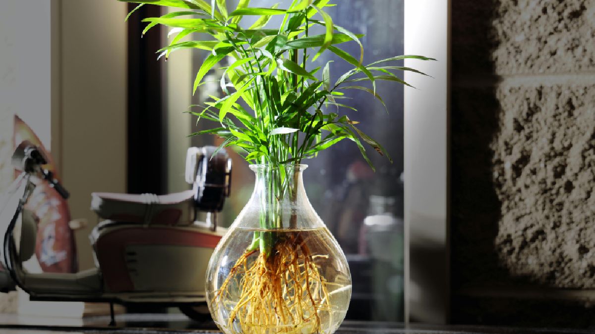 Verde em ambientes internos: o bambu-da-sorte é uma das escolhas mais populares para trazer vida e elegância à decoração. Foto: Pexels