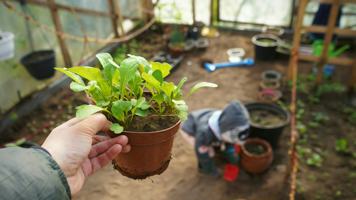 Rúcula pode ser cultivada em vasos pequenos e colhida em poucas semanas (Foto: Pexels)