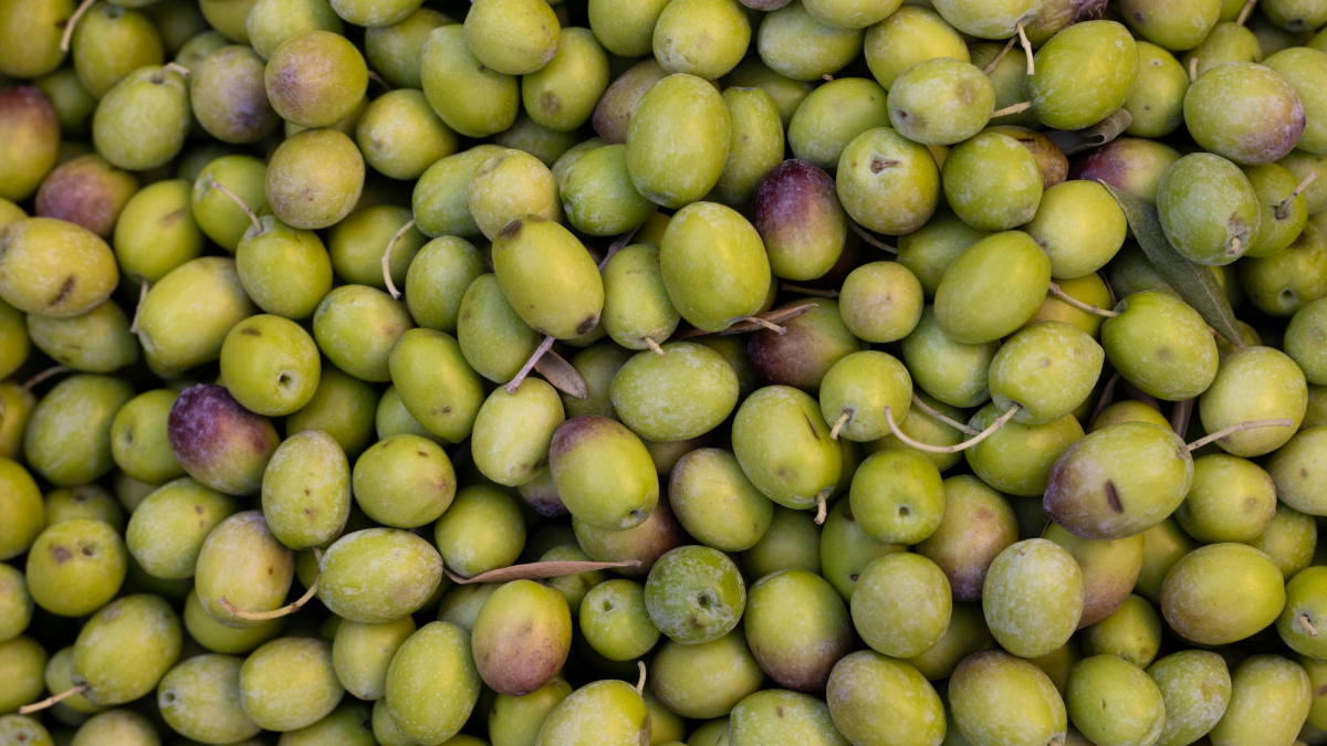 Especialistas explicam como cultivar oliveiras em jardins e varandas sem exagerar na rega (Foto: Pexels)