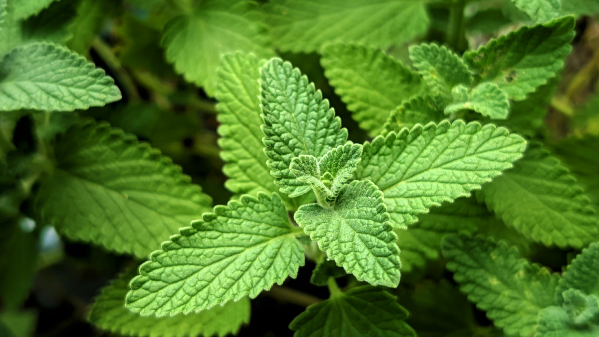 Preparado corretamente, o chá libera compostos naturais importantes como o mentol (Foto: Pexels)