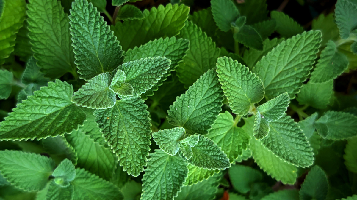 Bebida tradicional atravessa gerações como alternativa natural para o bem-estar (Foto: Pexels)