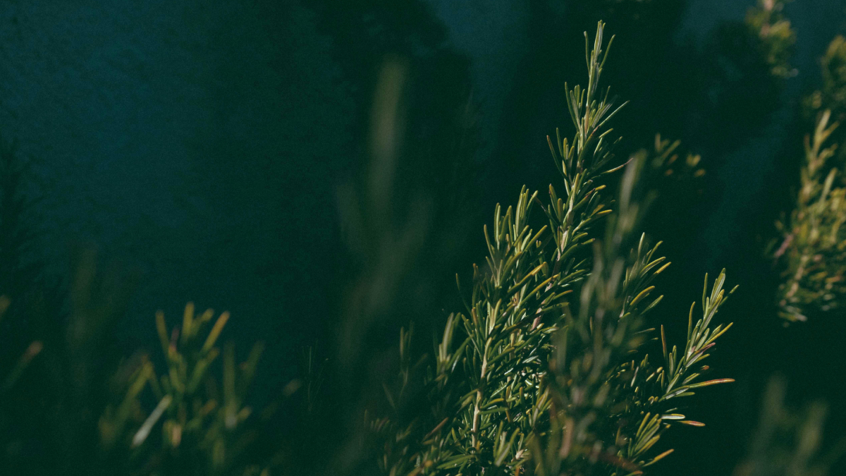 Alecrim é usado há séculos em práticas ligadas ao foco mental e ao relaxamento (Foto: Pexels)