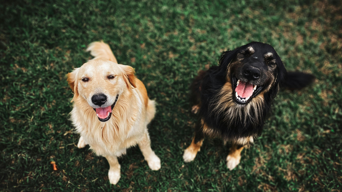 Falar com voz fina para cães não é só fofura: a ciência diz que funciona (Foto: Pexels)