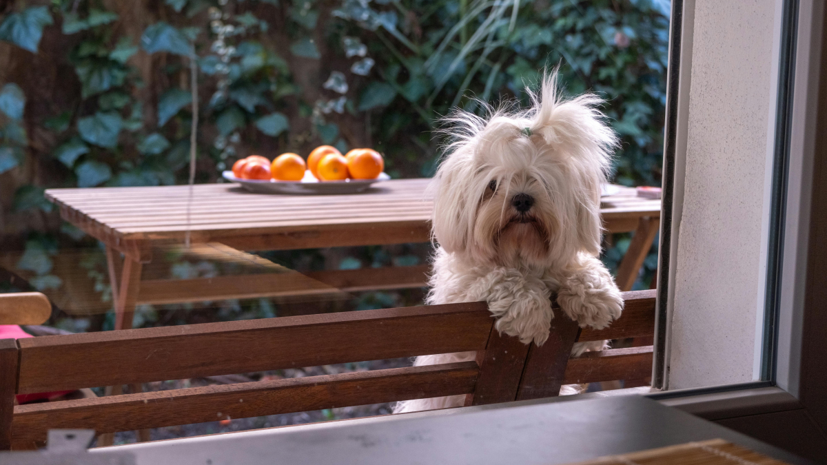 Essas raças de cachorro encantam por manter aparência de filhote a vida toda (Foto: Pexels)