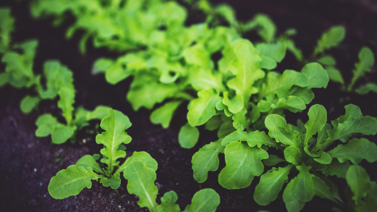Hortaliça se adapta bem a quintais, jardineiras e apartamentos com boa iluminação (Foto: Pexels)
