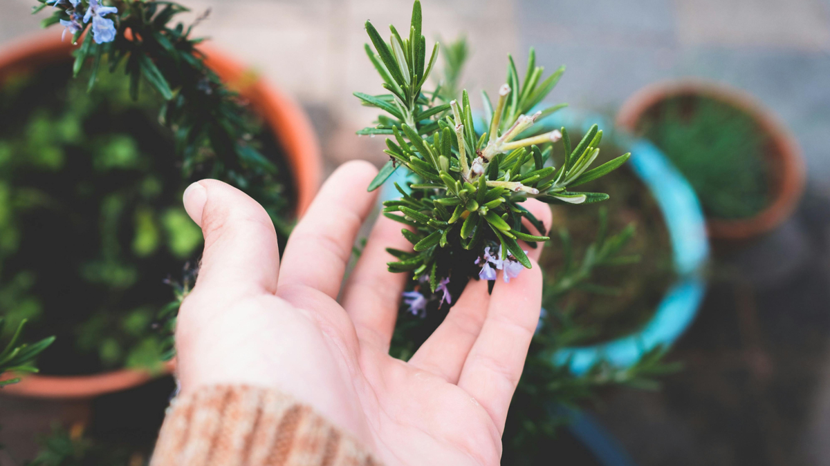 Aroma natural do alecrim é associado à sensação de calma, foco mental e noites mais tranquilas (Foto: Pexels)
