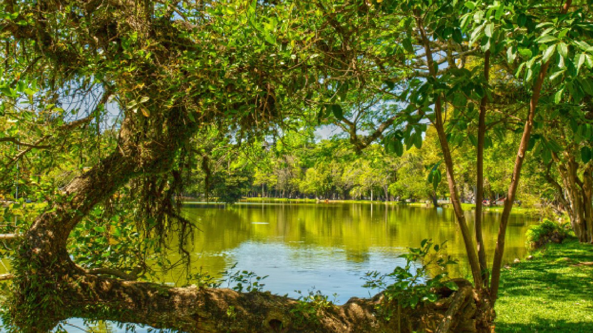 Biodiversidade presente em parques urbanos chama atenção pela variedade de espécies. Foto: Pexels