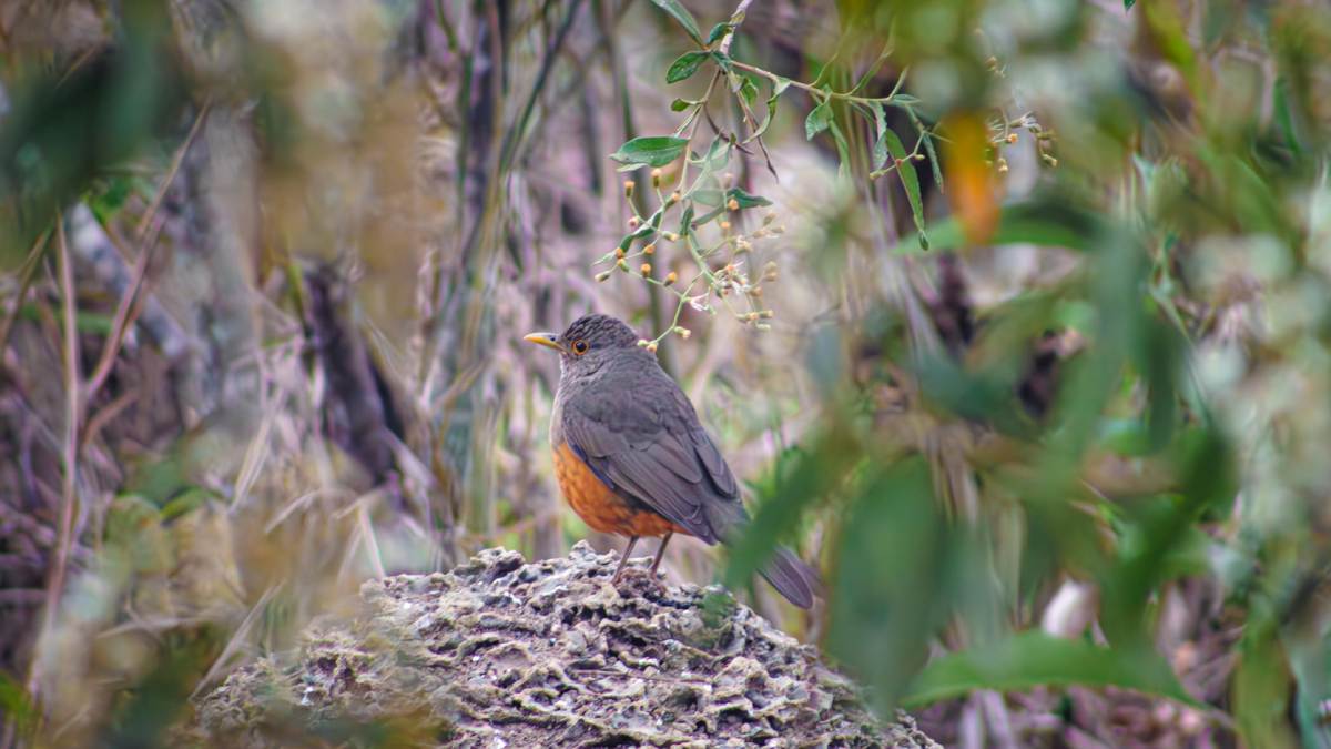 Com cerca de 25 centímetros e uma plumagem parda que contrasta com o ventre laranja-avermelhado, o sabiá-laranjeira é mestre em adaptação.
