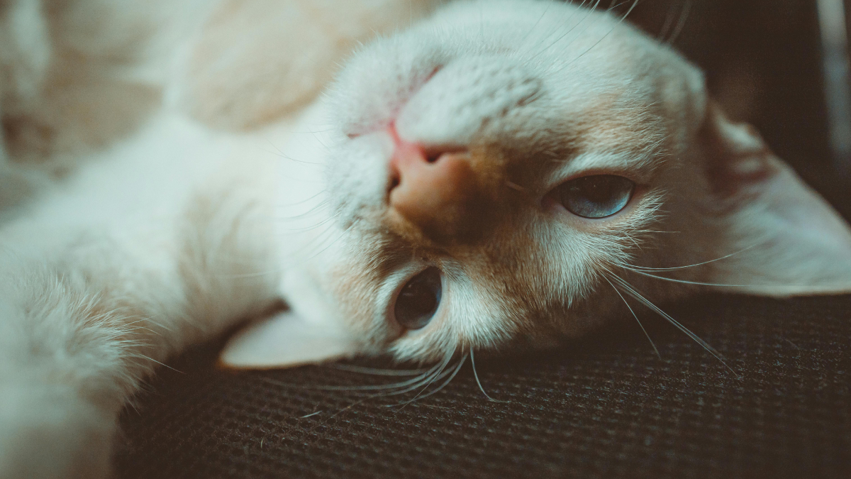 A maneira como você conversa com seu pet pode influenciar diretamente na atenção dele (Foto: Pexels)