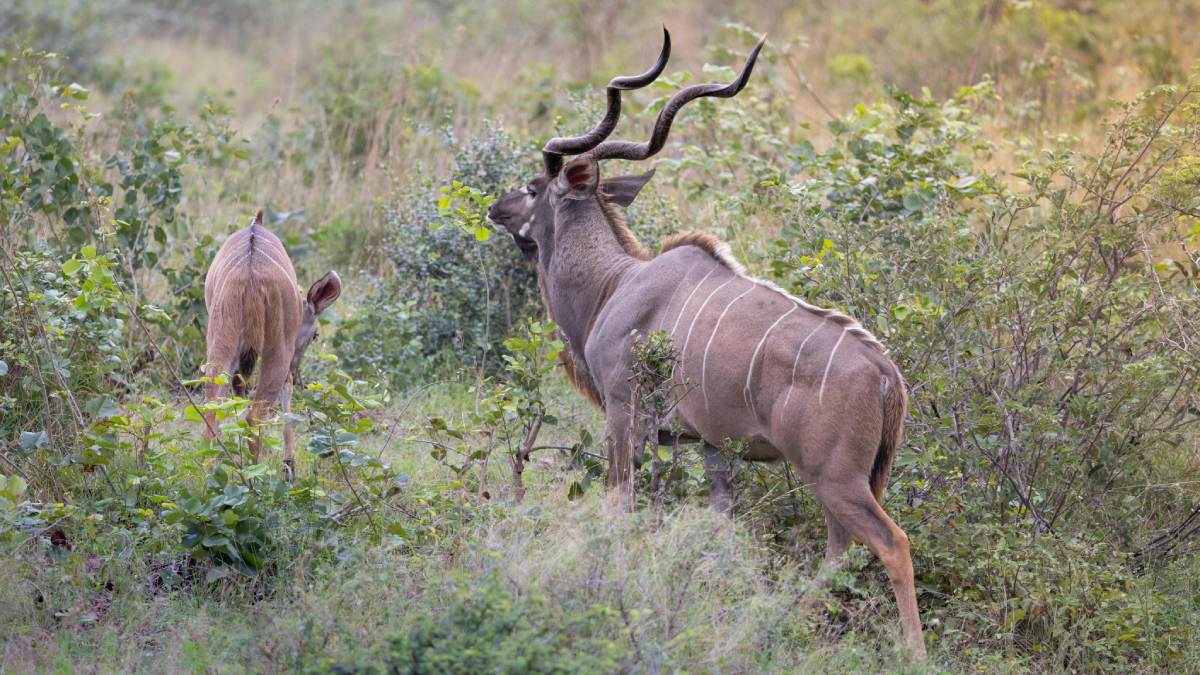 Para facilitar o movimento em matagais densos, o kudu inclina o focinho para cima, deitando os chifres contra as costas para evitar que se prendam nos galhos.