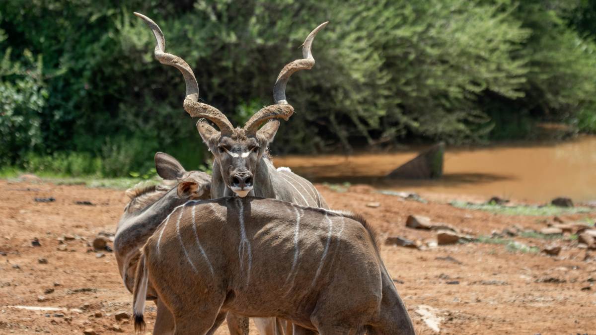 O corpo, que pode pesar mais de 300 quilos, é coberto por uma pelagem que varia do cinza-azulado ao marrom-avermelhado, marcada por listras verticais brancas.