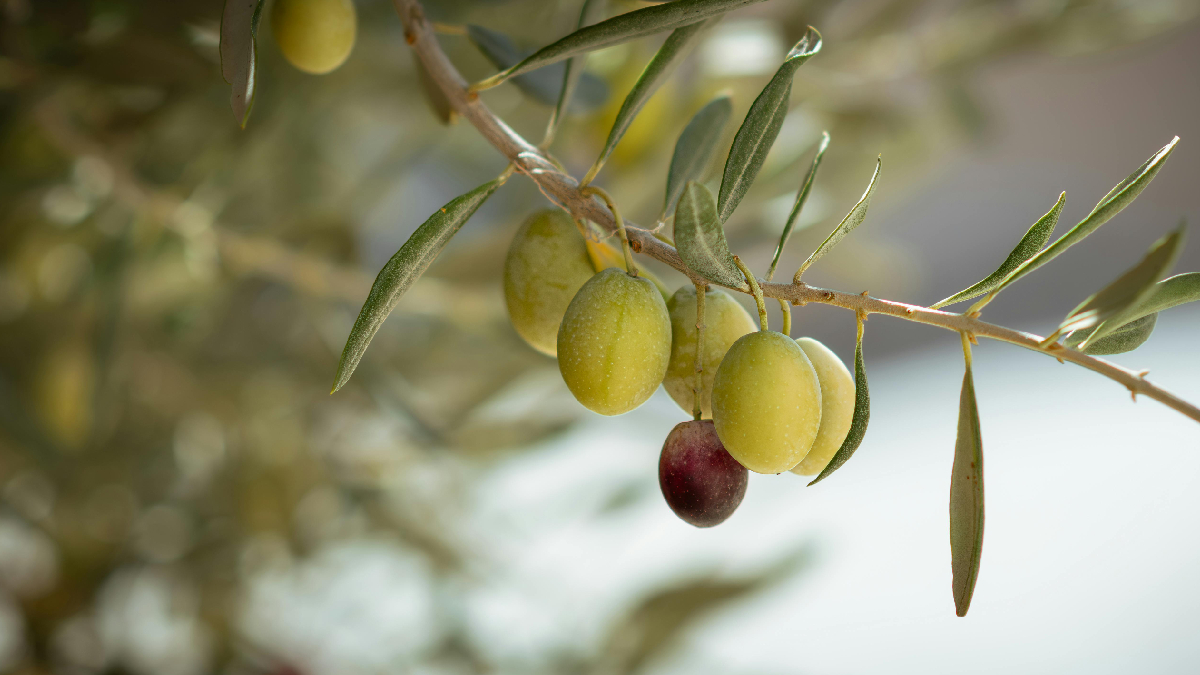 Solo drenado e exposição ao sol ajudam a oliveira a crescer forte e saudável (Foto: Pexels)