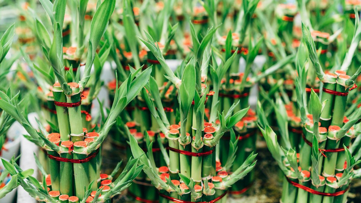 Cuidados essenciais: o amarelamento das folhas costuma ser o reflexo de pequenos erros acumulados na rotina. Foto: Pexels