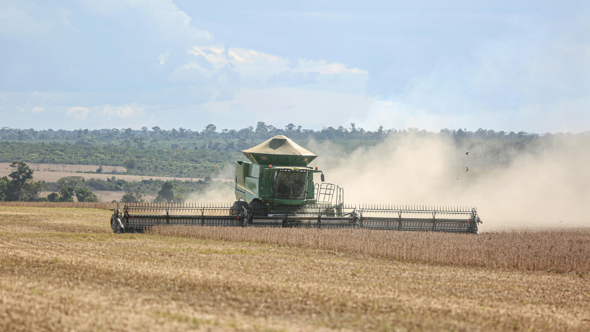 Soja brasileira pode ganhar reforço inédito contra uma das pragas mais destrutivas do agro (Foto: Pexels)