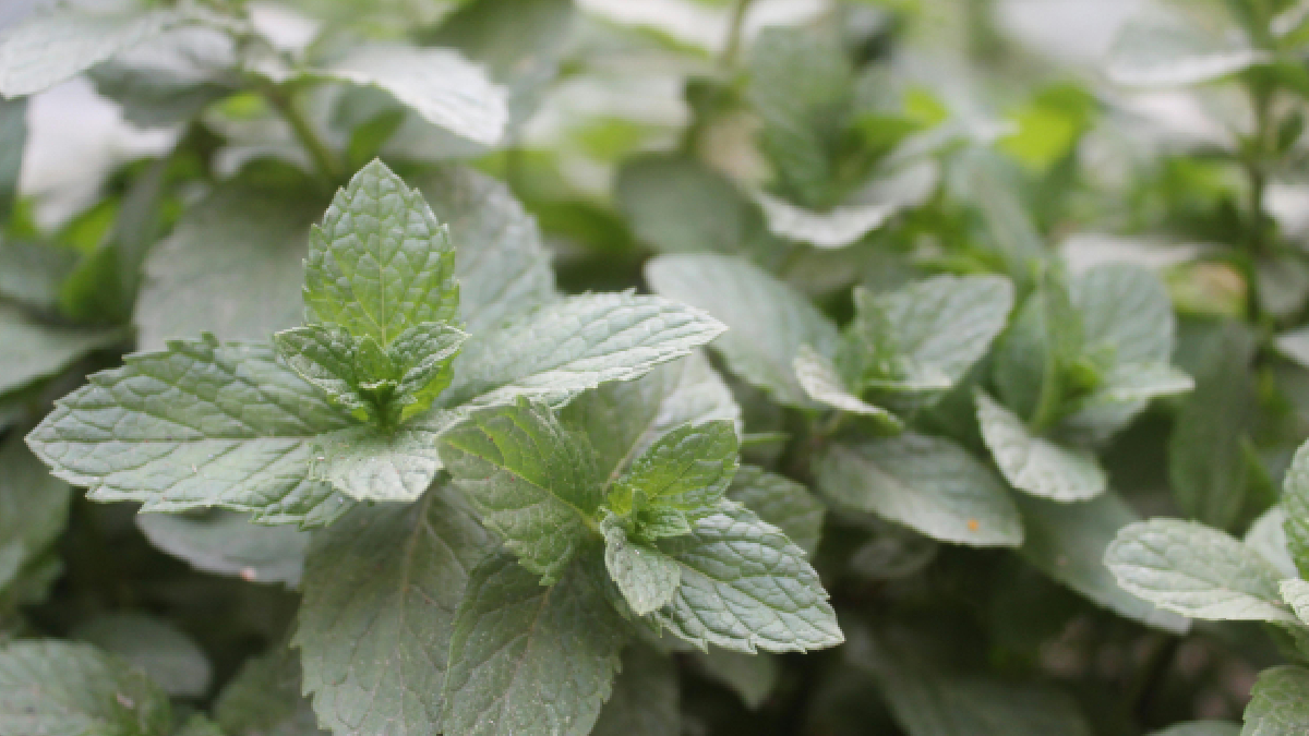 Rico em mentol e antioxidantes, o chá de hortelã virou aliado da saúde e do bem-estar (Foto: Pexels)