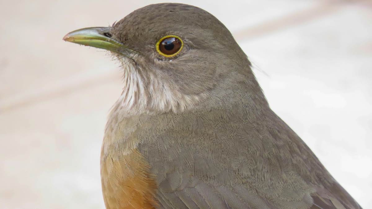 Originalmente habitante de florestas abertas e beiras de campos, ele encontrou nos grandes centros urbanos um novo lar, convivendo harmoniosamente com o homem.