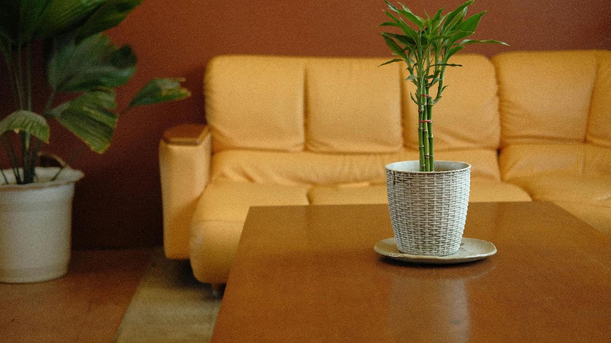 Equilíbrio no vaso: manter apenas a base das raízes submersa garante que a planta respire e cresça saudável. Foto: Pexels