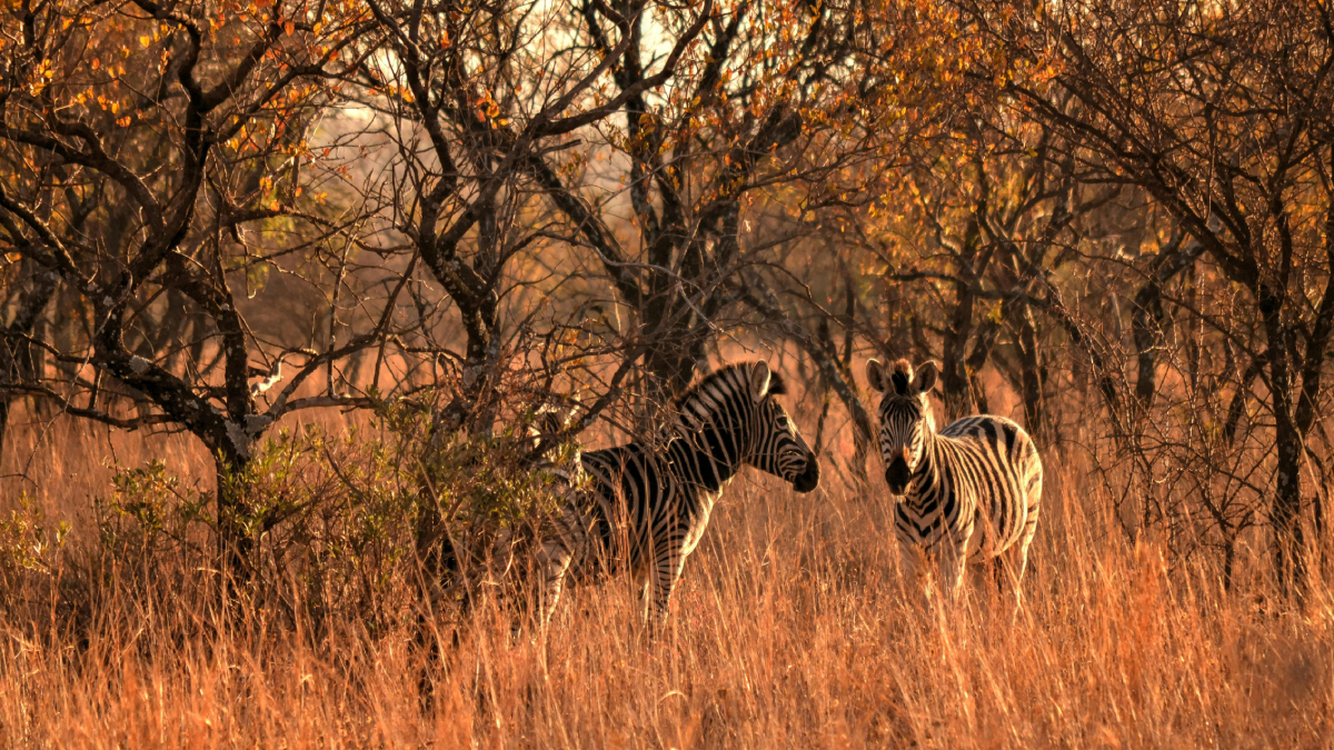 Safáris na savana da África do Sul atraem turistas do mundo inteiro (Foto: Pexels)