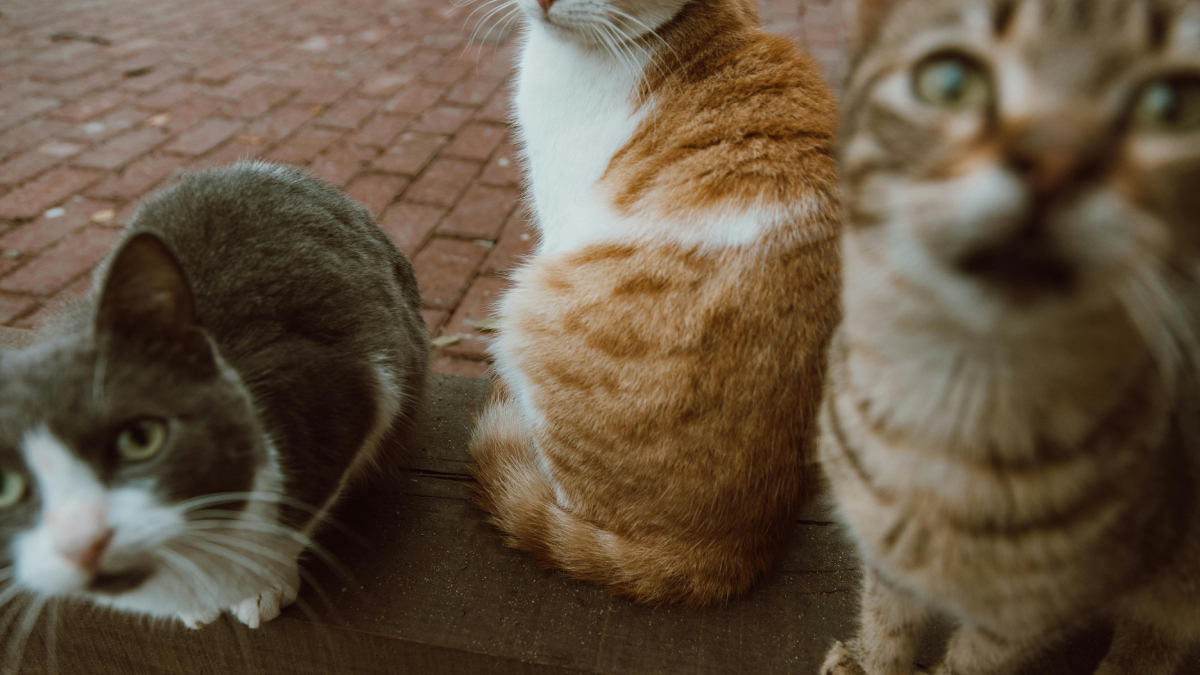 A interação entre humanos e pets vai muito além das palavras, aponta estudo (Foto: Pexels)