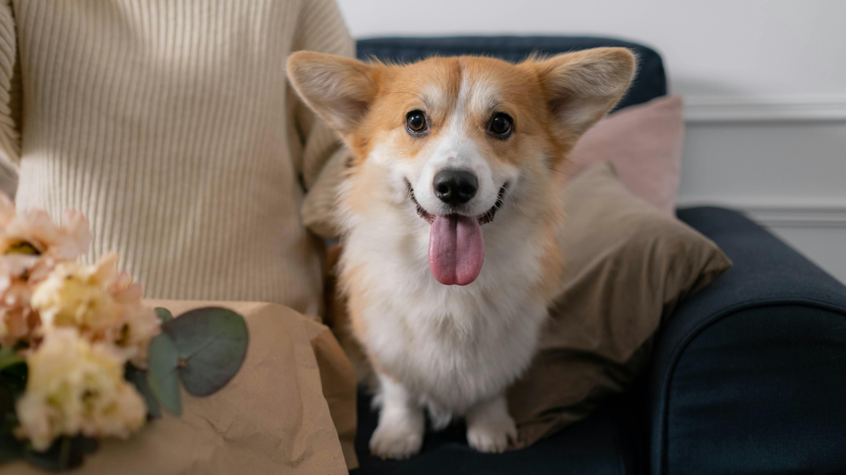 Seu cachorro pode entender mais da sua voz do que você imagina (Foto: Pexels)