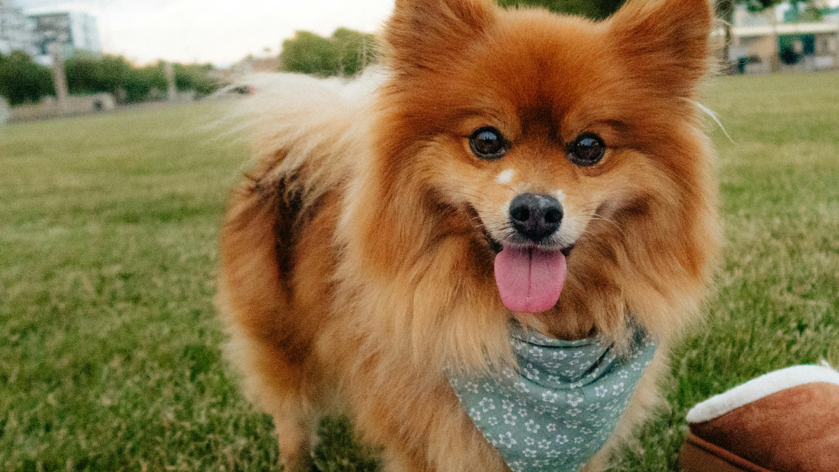 Pomerânia, Maltês, Cavalier King e Poodle Toy estão entre os cães que parecem filhotes para sempre (Foto: Pexels)