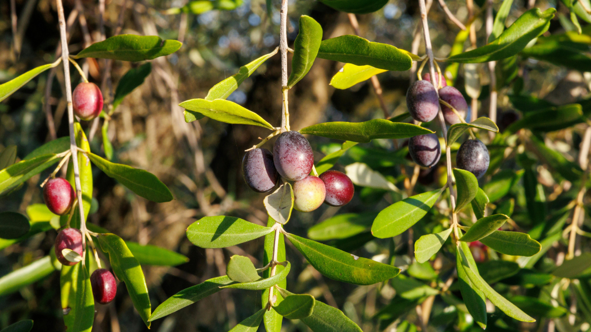 O jeito certo de plantar oliveira em casa e estimular a produção de frutos (Foto: Pexels)