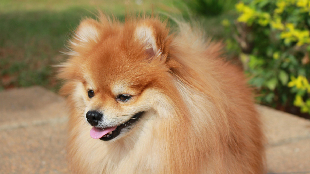 Pequenos, fofos e cheios de personalidade: os cães miniatura conquistam tutores no mundo todo (Foto: Pexels)