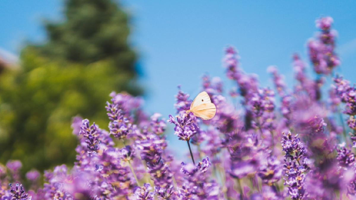 O clima ameno de montanha e a culinária regional típica tornam o roteiro ideal para um fim de semana inesquecível. Foto: Pexels