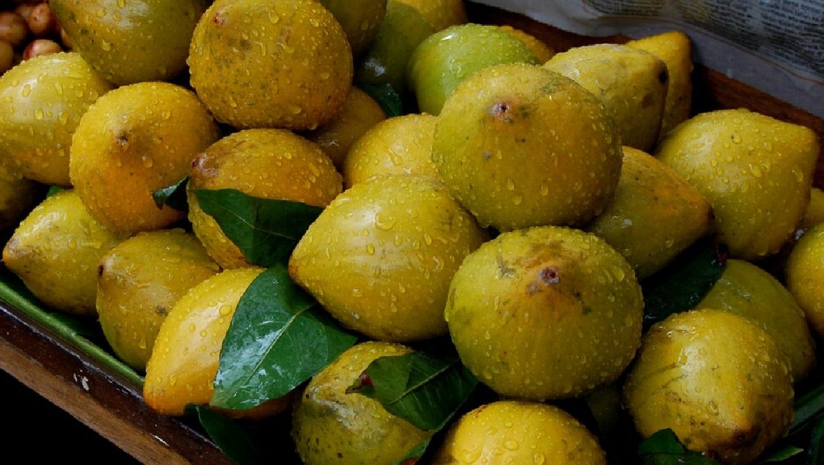 A árvore do canistel também possui valor ornamental, produzindo frutos chamativos que embelezam quintais e pomares. Foto: Wikimedia Commons