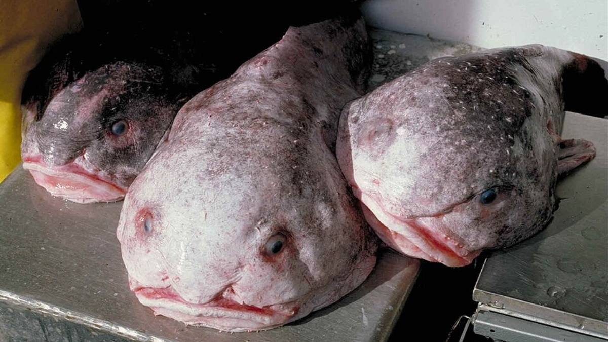 Considerado um dos animais mais "feios" do mundo mas só fora da água. Lá embaixo, sob pressão extrema, ele é totalmente diferente (Foto: Wikimedia Commons)